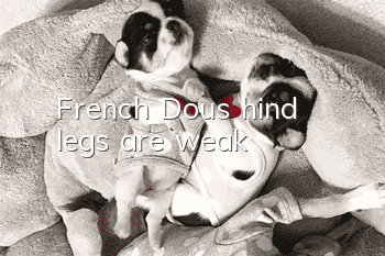 French Dou's hind legs are weak