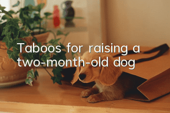 Taboos for raising a two-month-old dog