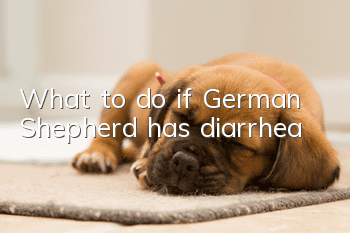 What to do if German Shepherd has diarrhea