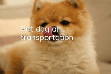 Pet dog air transportation