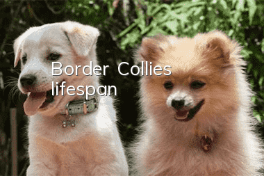Border Collie's lifespan