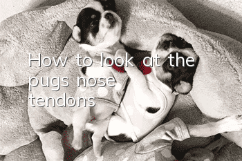 How to look at the pug's nose tendons