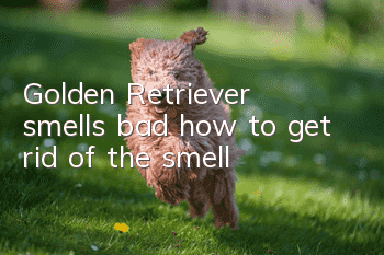 Golden Retriever smells bad, how to get rid of the smell