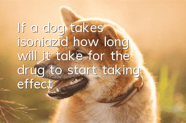 If a dog takes isoniazid, how long will it take for the drug to start taking effect?