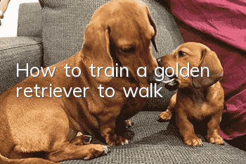 How to train a golden retriever to walk