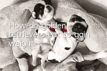 How do golden retrievers eat to gain weight?