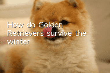 How do Golden Retrievers survive the winter?