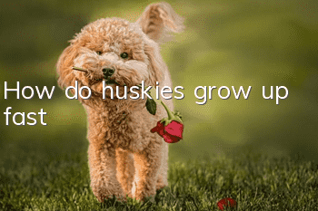 How do huskies grow up fast?