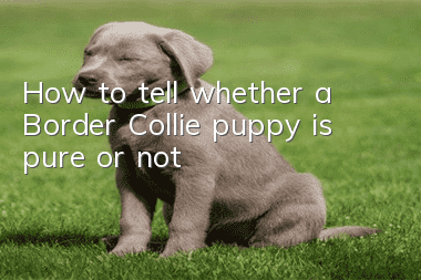 How to tell whether a Border Collie puppy is pure or not
