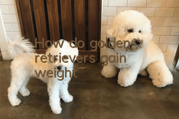 How do golden retrievers gain weight?