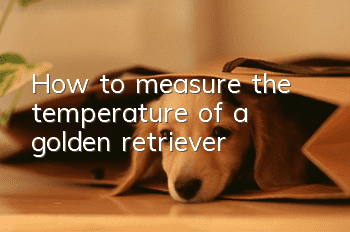 How to measure the temperature of a golden retriever