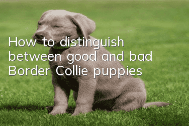 How to distinguish between good and bad Border Collie puppies