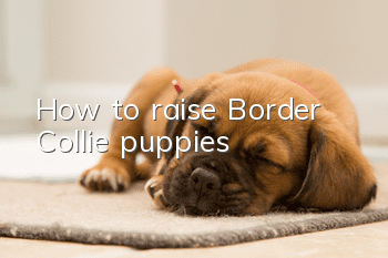How to raise Border Collie puppies
