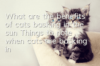 What are the benefits of cats basking in the sun? Things to note when cats are basking in the sun