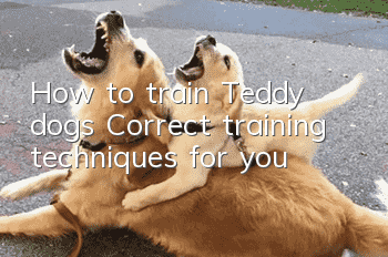 How to train Teddy dogs? Correct training techniques for you!