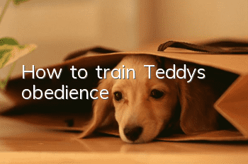 How to train Teddy’s obedience
