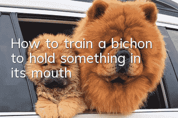 How to train a bichon to hold something in its mouth