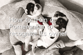 How to train a Pomeranian to recognize its owner