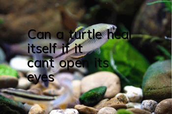 Can a turtle heal itself if it can't open its eyes?
