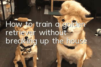 How to train a golden retriever without breaking up the house