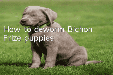How to deworm Bichon Frize puppies