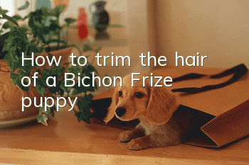 How to trim the hair of a Bichon Frize puppy