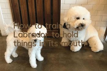 How to train a Labrador to hold things in its mouth