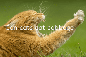 Can cats eat cabbage?