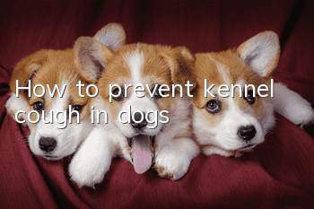 How to prevent kennel cough in dogs?