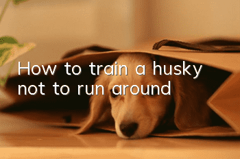 How to train a husky not to run around
