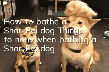 How to bathe a Shar-Pei dog? Things to note when bathing a Shar-Pei dog