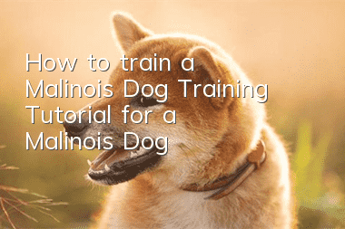 How to train a Malinois Dog Training Tutorial for a Malinois Dog