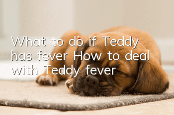 What to do if Teddy has fever How to deal with Teddy fever