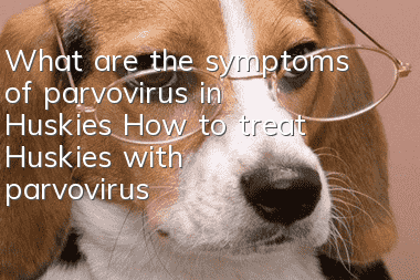 What are the symptoms of parvovirus in Huskies? How to treat Huskies with parvovirus?