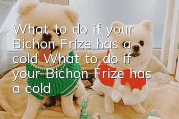 What to do if your Bichon Frize has a cold? What to do if your Bichon Frize has a cold?