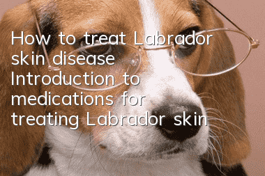 How to treat Labrador skin disease? Introduction to medications for treating Labrador skin disease.