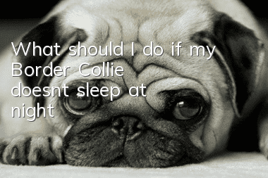 What should I do if my Border Collie doesn’t sleep at night?