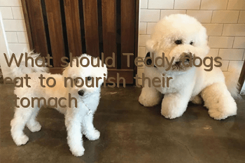What should Teddy dogs eat to nourish their stomach?