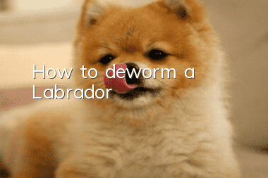 How to deworm a Labrador