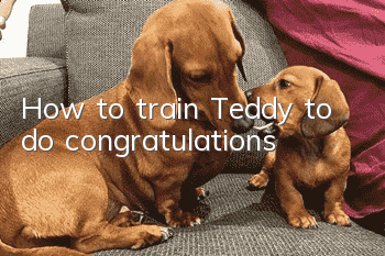 How to train Teddy to do congratulations