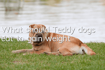 What should Teddy dogs eat to gain weight?