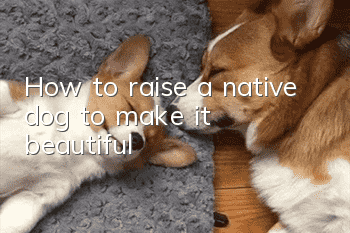 How to raise a native dog to make it beautiful