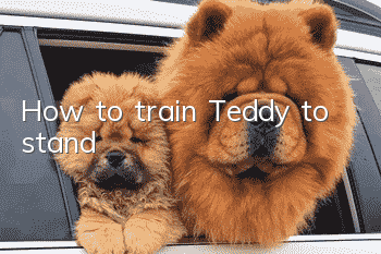 How to train Teddy to stand