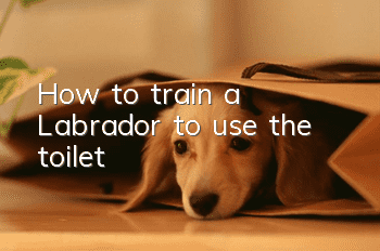 How to train a Labrador to use the toilet