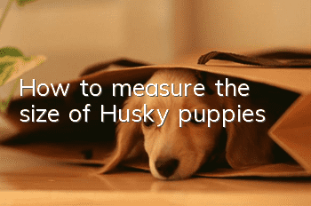 How to measure the size of Husky puppies