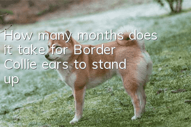 How many months does it take for Border Collie ears to stand up?