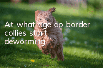 At what age do border collies start deworming?