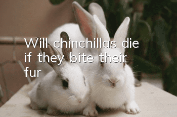 Will chinchillas die if they bite their fur?