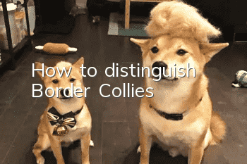 How to distinguish Border Collies