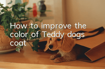 How to improve the color of Teddy dog’s coat
